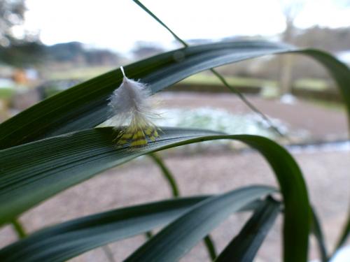 Plume en balade !