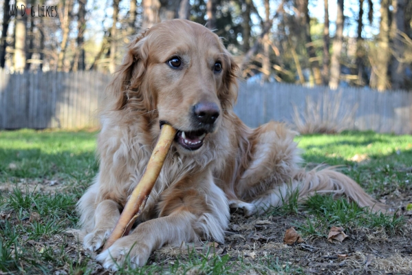 Just What Are Actually The Advantages From Tormenter Sticks For Dogs If You Have A Pet Then Know The Importance Of Keeping Them Amused Chew Toys Are Some Most Common Items To Keep Pets Like Dogs