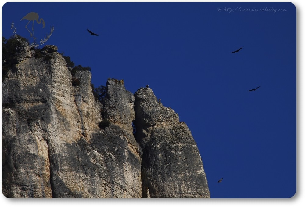 Vols de vautours (Gorges de la Jonte)...