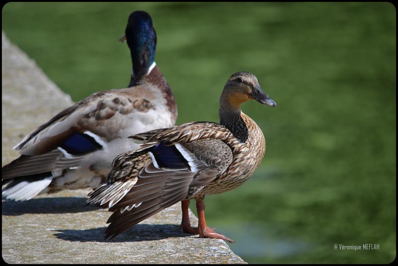 Rambouillet : Le canard Colvert