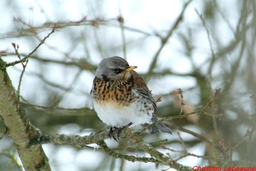 -La rencontre des Châtillon de France et d'ailleurs