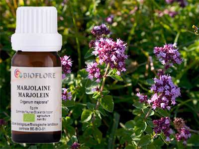 Fleurs cultivées : Marjolaine