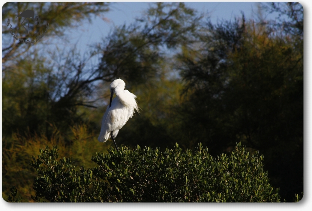 Aigrette garzette...