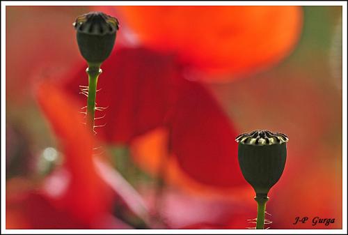 Encore de très belles photos de Jean-Pierre Gurga...
