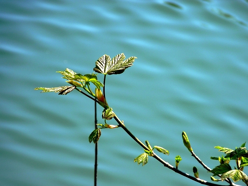 Metz / Un printemps Ying et Yang...
