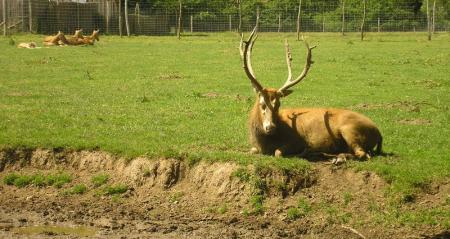 le_sentier_des_daims_parc_animalier_Frossay_020
