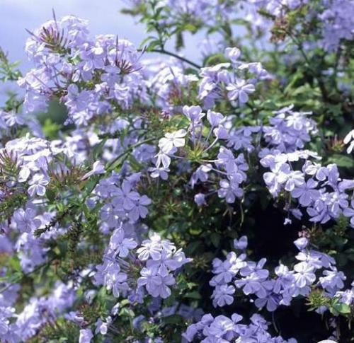 Fleurs cultivées : Plumbago