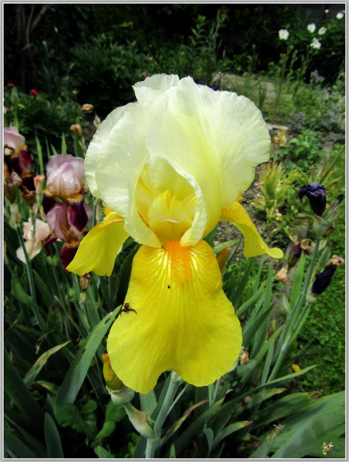 ENTRE  DEUX  AVERSES  AU  JARDIN 