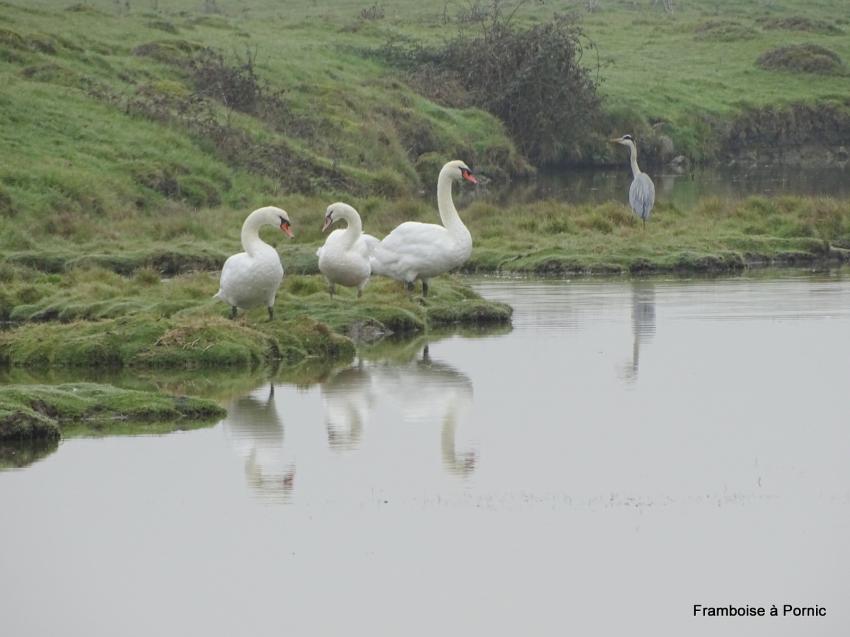 Balade dans le marais de Lyarne 