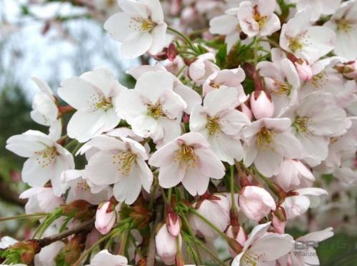 Arbre fruitier : Cerisier