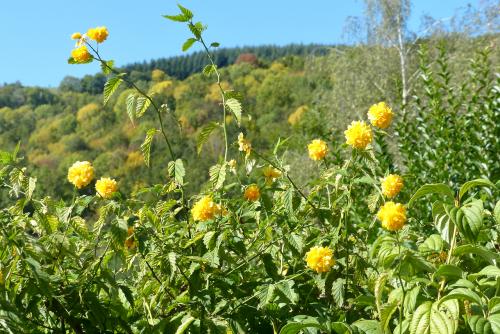 Saison :