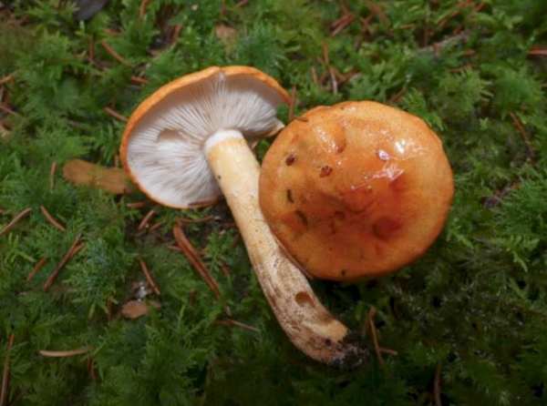 "Le champignon", une conférence de Marie-Geneviève Poillotte
