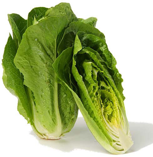 laitue romaine laitue romaine