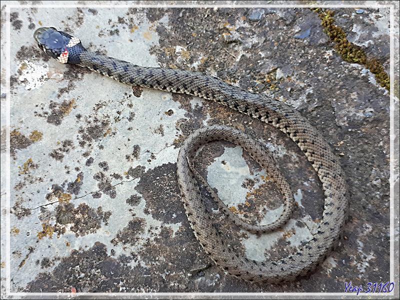 Jeune couleuvre à collier, la 1ère victime de mon matou pour cette année - Lartigau - Milhas - 31 
