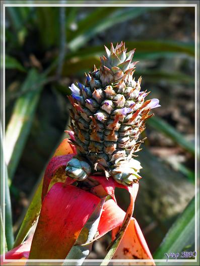 Ananas, du sauvage avec ses fleurs au cultivé avec ses rejetons  - Inkaterra Hacienda Concepcion - Puerto Maldonado - Pérou