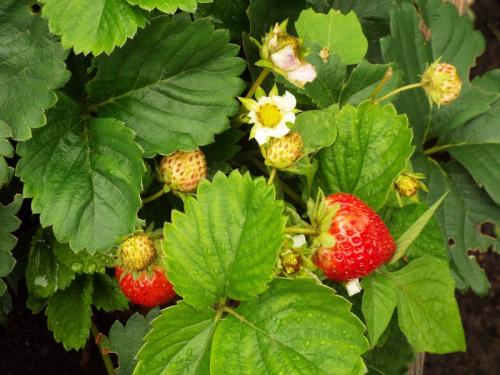 La fraise dans ... l'Histoire ......