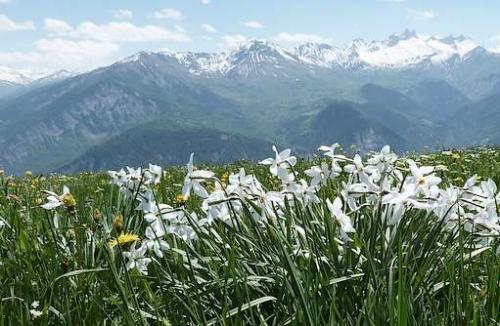 Vertus médicinales des plantes sauvages : Narcisse des prés