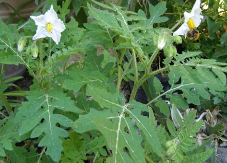 Fleurs cultivées : Morelle de Balbis