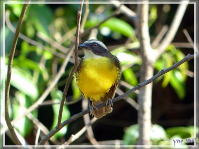 Tyran sociable, Social Flycatcher (Myiozetetes similis) - Inkaterra Hacienda Concepcion - Puerto Maldonado - Pérou