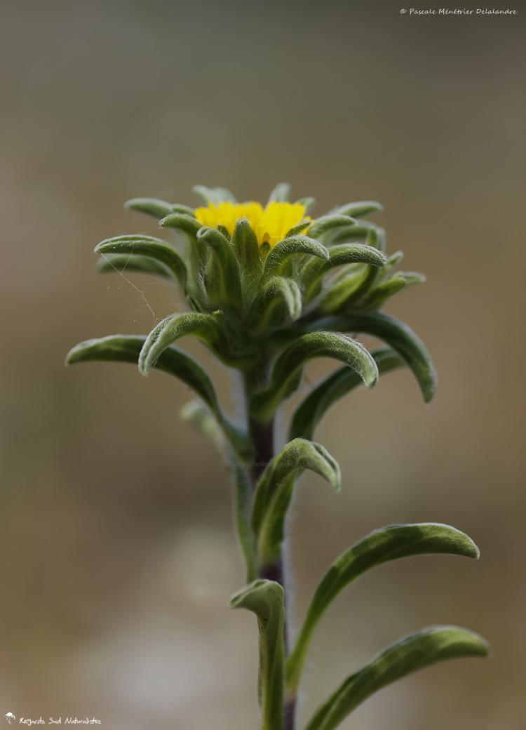 Astérolide épineux, le Buphthalme épineux ou le Pallénis épineux (Pallenis spinosa) 