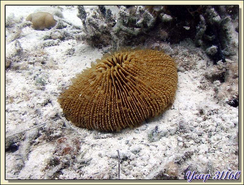 Corail champignon (Fungia fungites) - Atoll de Fakarava - Tuamotu - Polynésie française