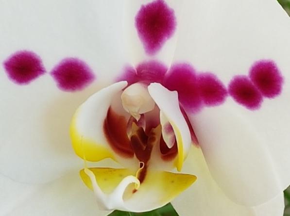  Fleurs et Macros d'ANNE .L  