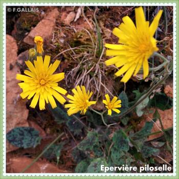 Epervière piloselle-Hieracium pilosella
