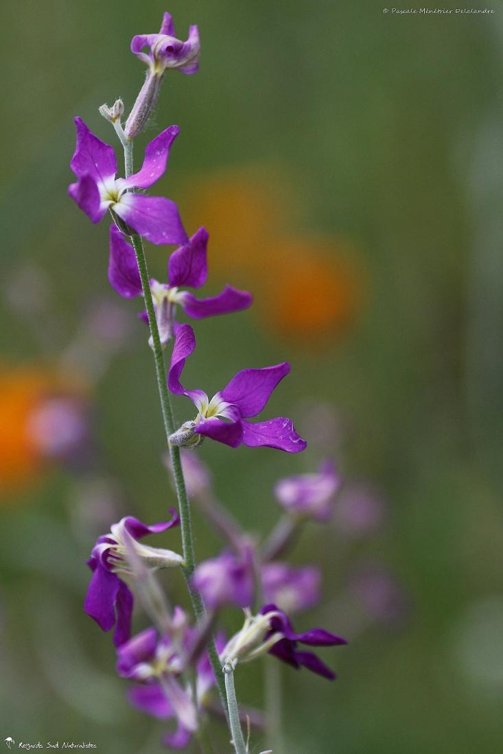 Julienne des dames (Hesperis matronalis)