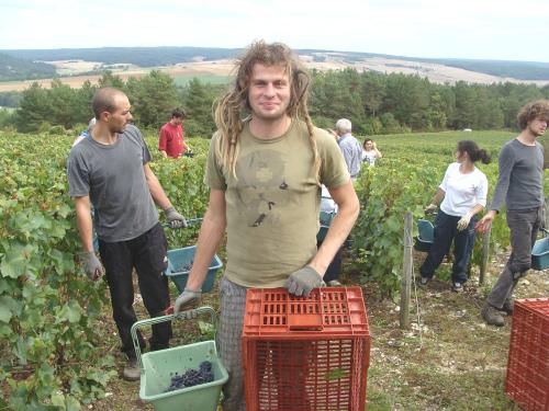 Les vendanges chez Sylvain Bouhélier..