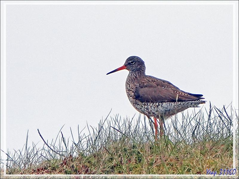 07/06/2023 : nous nous dirigeons vers le Blue Lagoon tout en faisant de la géologie, de la botanique ou de l'ornithologie lorsque l'occasion se présente - Péninsule de Reykjanes - Islande
