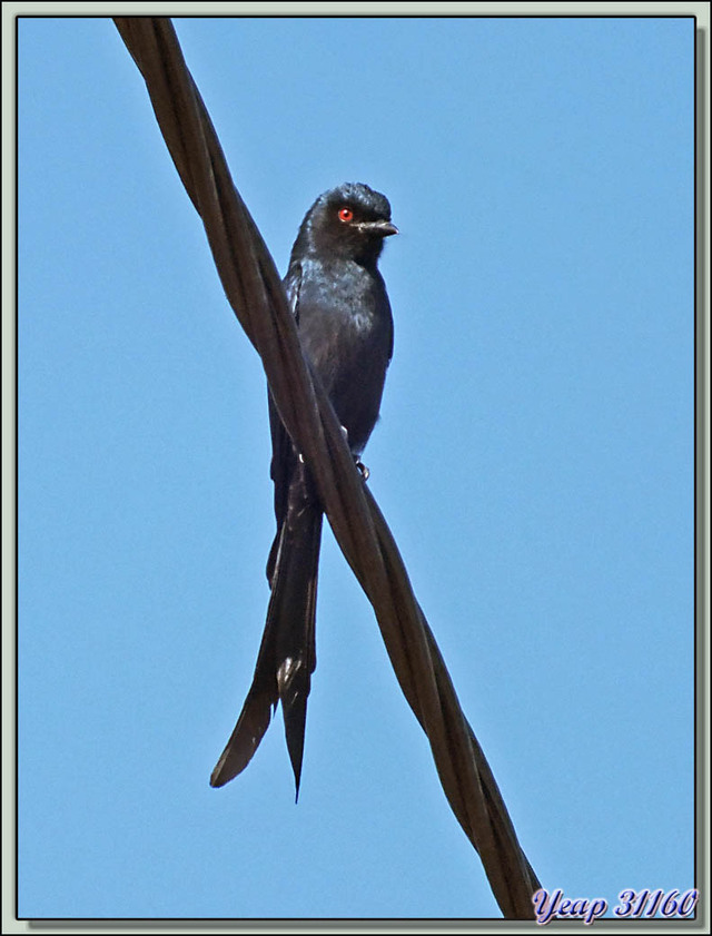 Blog de images-du-pays-des-ours : Images du Pays des Ours (et d'ailleurs ...), Traversée des collines entre Nagarkot et Katmandou: Drongo royal (Dicrurus macrocercus) - Népal