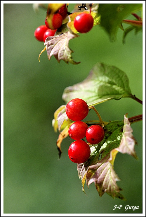Encore de très belles photos de Jean-Pierre Gurga...