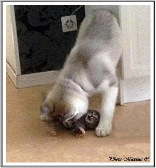 Chat se passe bien ? (5 mars 2015)