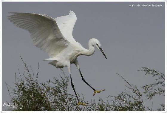 Aigrette garzette - Egretta garzetta - Little Egret 