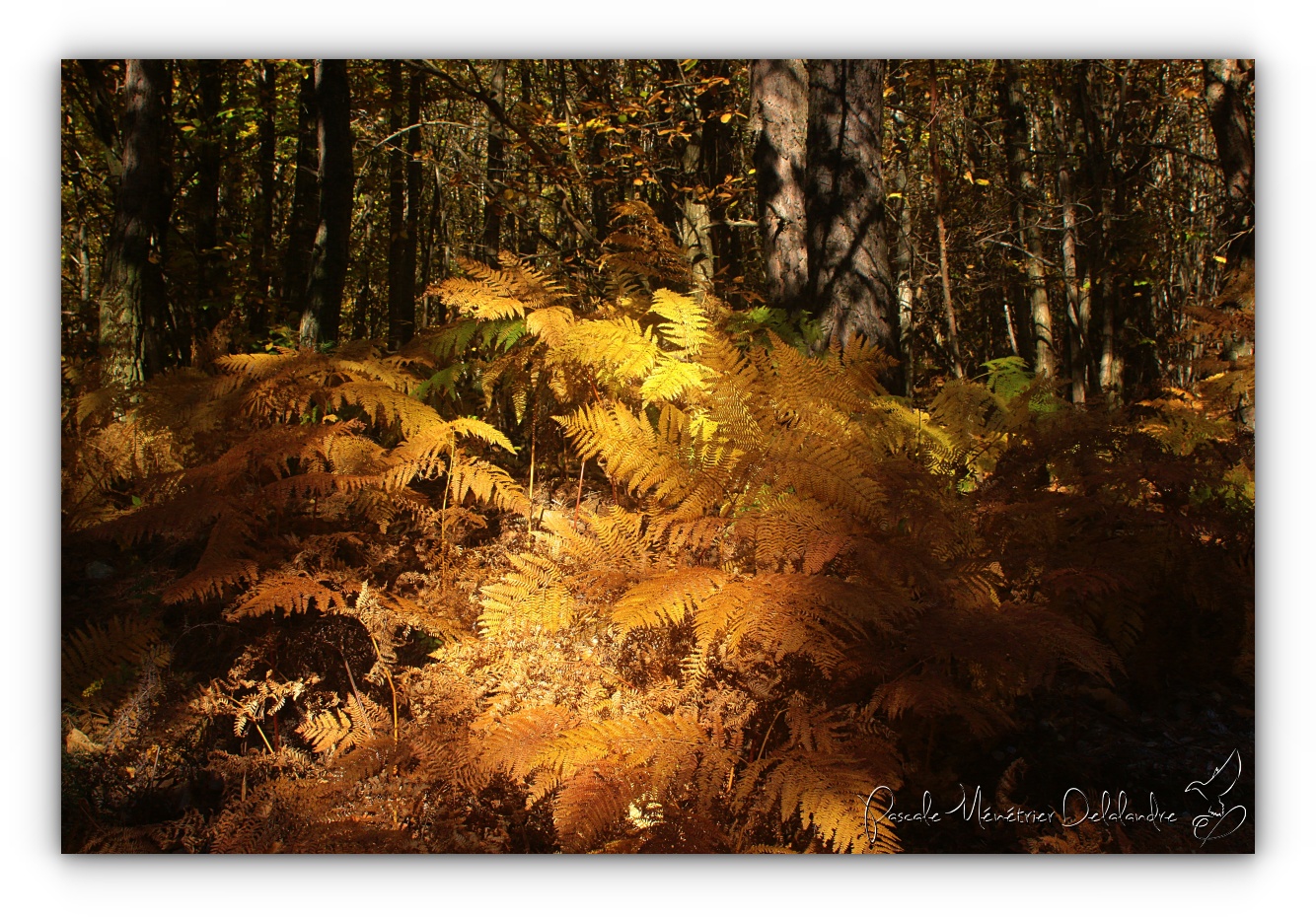 Au coeur des couleurs de l'Automne