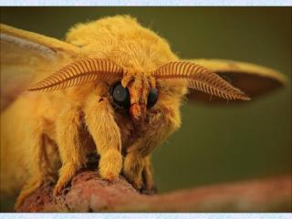 http://lancien.cowblog.fr/images/Animaux6/papilloncaniche2duvenezuela.jpg