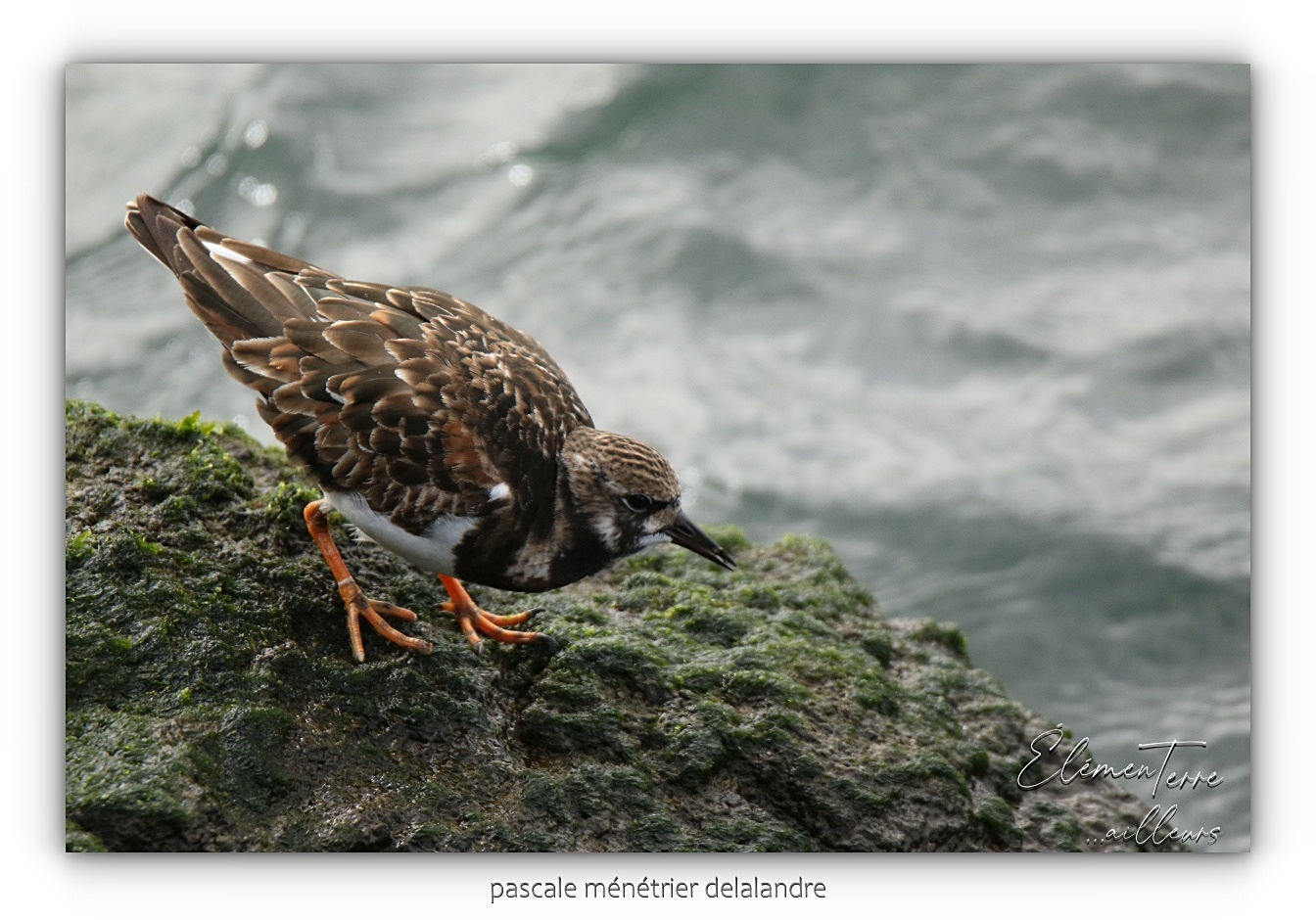 Tournepierres à collier ♂ et ♀