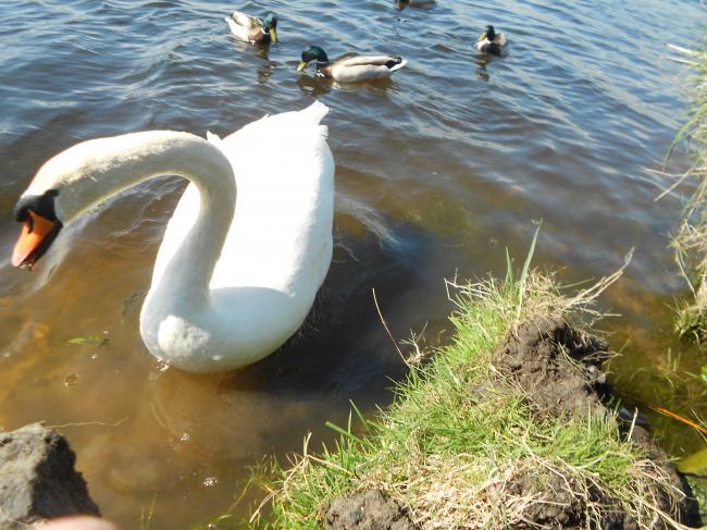 Comment apprivoiser un couple de cygnes !