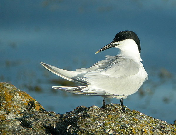 Sterne_caugek_ad_0B_09082009_-_Ouessant-copie-1.jpg