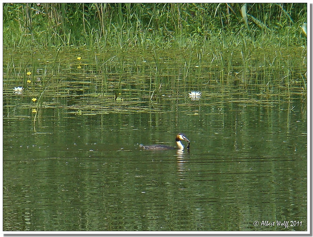 Là où il a un grèbe, y a du plaisir...
