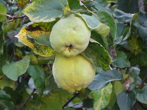 Pommes et coings au verger de Francorville