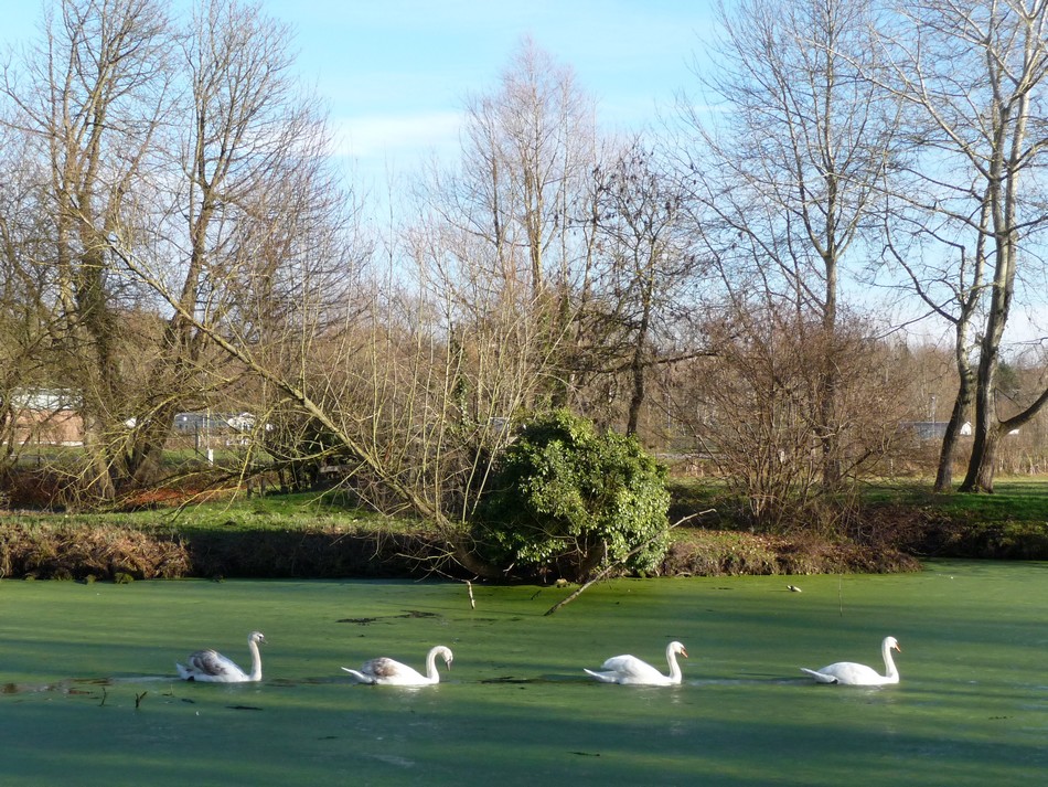 Dans mon blog, toute une collection !