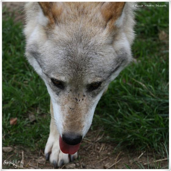 Loups de Pologne (Canis lupus lupus)