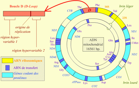 2 - Les marqueurs génétiques humains