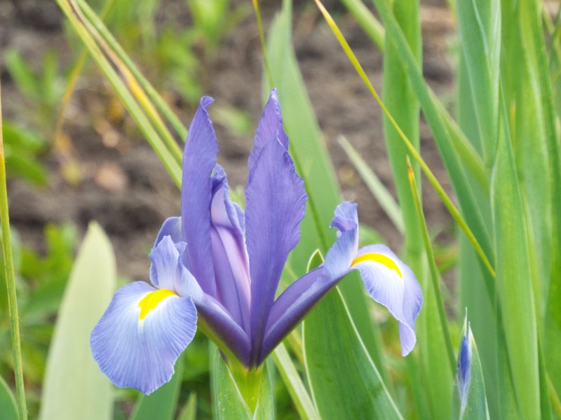Beauté de l' IRIS ...
