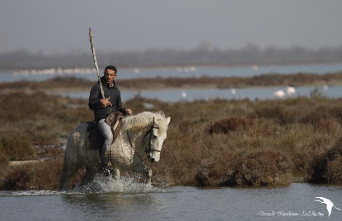 L’Equitation Camargue