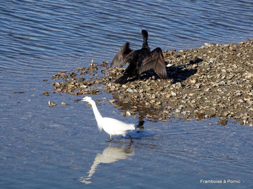Oiseaux du littoral la Bernerie en retz 2022