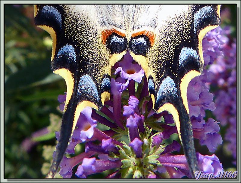 Papillon Flambé (Iphiclides podalirius) - Nyer - 66  (Faune)
