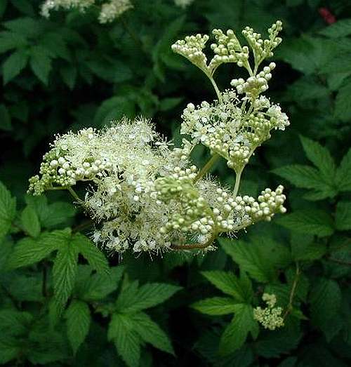 Vertus médicinales des plantes sauvages : Reine-des-prés