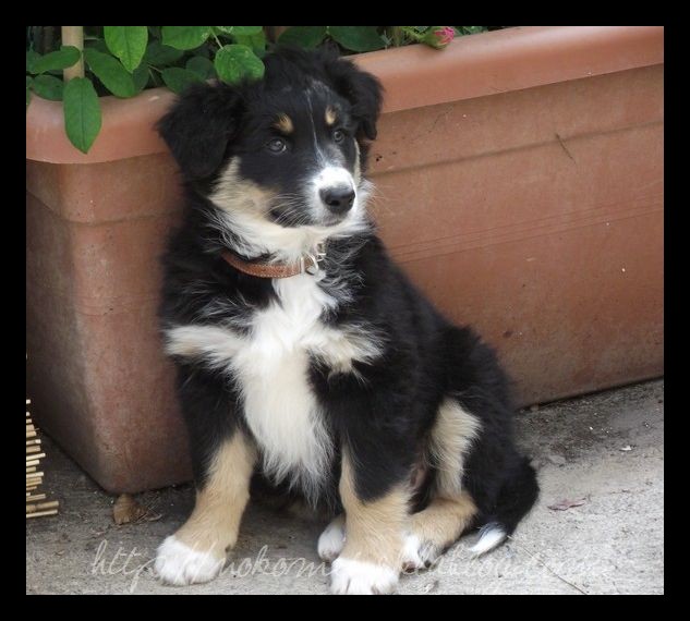 Tranches de vie d'un Australian Shepherd